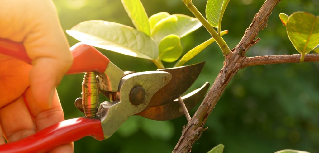 Pruning Branches