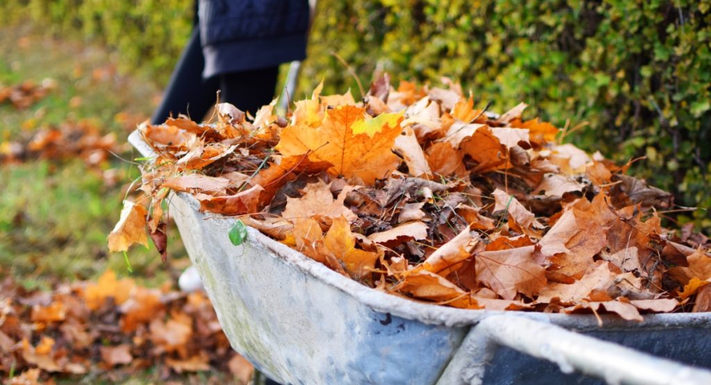 Autumn leaves in old wheelbarrow on green yard background in sunny autumn day.