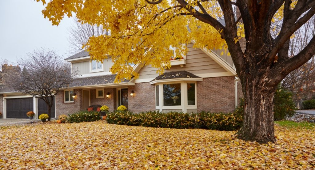 Fall leaves carpeting the front yard of house during autumn